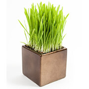 pot of grass